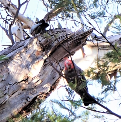 Callocephalon fimbriatum (identifiable birds) (Gang-gang Cockatoo (named birds)) at Mount Painter - 2 Aug 2023 by CathB