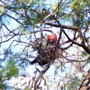 Callocephalon fimbriatum (identifiable birds) at Belconnen, ACT - 2 Aug 2023