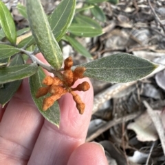 Grevillea sp. (Grevillea) at Aranda Bushland - 10 Aug 2023 by lbradley