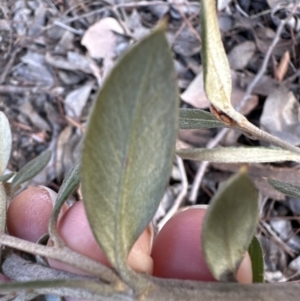 Grevillea sp. at Aranda, ACT - 10 Aug 2023 04:30 PM