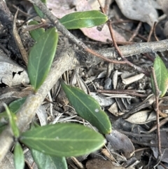 Grevillea sp. at Aranda, ACT - 10 Aug 2023 04:30 PM