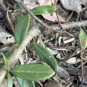 Grevillea sp. at Aranda, ACT - 10 Aug 2023