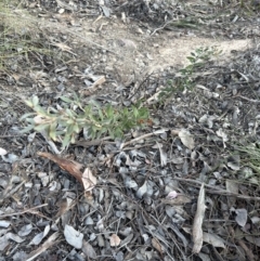 Grevillea sp. at Aranda, ACT - 10 Aug 2023 04:30 PM