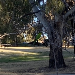 Polytelis swainsonii (Superb Parrot) at Wanniassa Hills Open Space - 10 Aug 2023 by jks