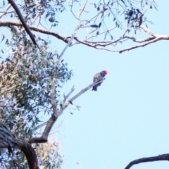 Callocephalon fimbriatum (Gang-gang Cockatoo) at Belconnen, ACT - 6 Aug 2023 by CathB
