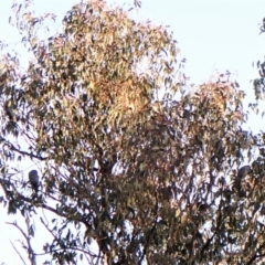 Callocephalon fimbriatum at Belconnen, ACT - 6 Aug 2023