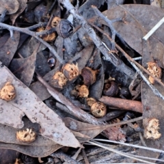 Callocephalon fimbriatum at Belconnen, ACT - 6 Aug 2023