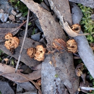 Callocephalon fimbriatum at Belconnen, ACT - 6 Aug 2023