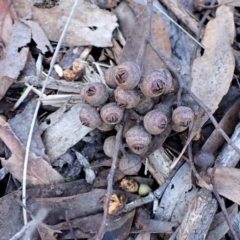 Callocephalon fimbriatum at Belconnen, ACT - 6 Aug 2023