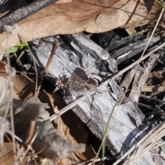 Paralucia spinifera (Bathurst or Purple Copper Butterfly) at Booth, ACT - 9 Aug 2023 by RAllen