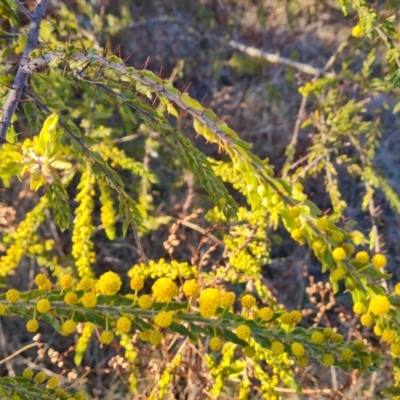 Acacia paradoxa (Kangaroo Thorn) at Isaacs Ridge and Nearby - 10 Aug 2023 by Mike