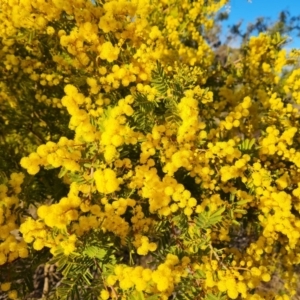 Acacia cardiophylla at Isaacs, ACT - 10 Aug 2023