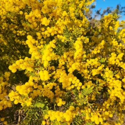 Acacia cardiophylla (Wyalong Wattle) at Isaacs Ridge and Nearby - 10 Aug 2023 by Mike