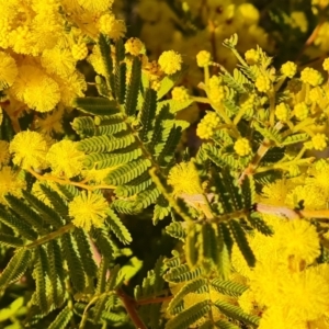 Acacia cardiophylla at Isaacs, ACT - 10 Aug 2023