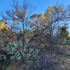 Acacia podalyriifolia (Queensland Silver Wattle) at Isaacs Ridge and Nearby - 10 Aug 2023 by Mike