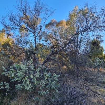 Acacia podalyriifolia (Queensland Silver Wattle) at Isaacs, ACT - 10 Aug 2023 by Mike