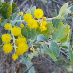 Acacia podalyriifolia at Isaacs, ACT - 10 Aug 2023