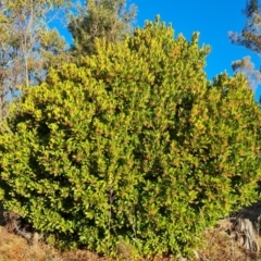 Arbutus unedo (Strawberry Tree) at Isaacs, ACT - 10 Aug 2023 by Mike