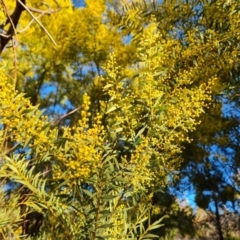 Acacia lunata at Isaacs Ridge and Nearby - 10 Aug 2023 by Mike