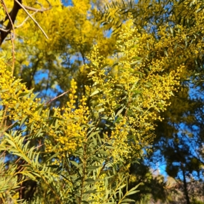 Acacia lunata at Isaacs Ridge and Nearby - 10 Aug 2023 by Mike