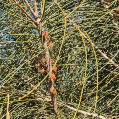 Allocasuarina verticillata (Drooping Sheoak) at Jerrabomberra, ACT - 10 Aug 2023 by Mike
