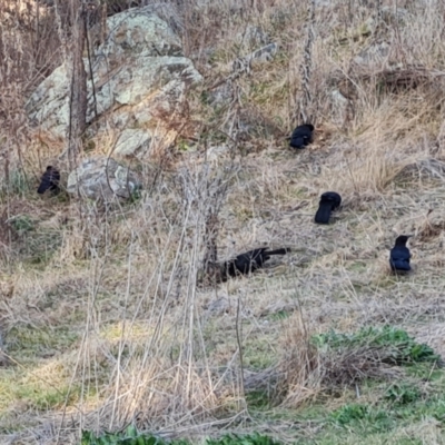 Corcorax melanorhamphos (White-winged Chough) at Isaacs Ridge and Nearby - 10 Aug 2023 by Mike