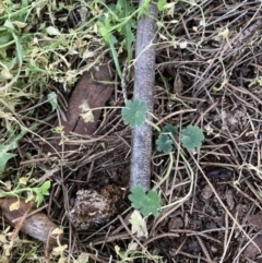 Geranium molle (Dove's-foot Cranesbill) at Higgins Woodland - 10 Aug 2023 by MattM