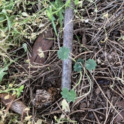 Geranium molle (Dove's-foot Cranesbill) at Higgins Woodland - 10 Aug 2023 by MattM