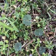 Geranium molle at Higgins, ACT - 10 Aug 2023 05:12 PM