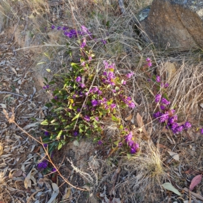 Hardenbergia violacea (False Sarsaparilla) at Isaacs Ridge and Nearby - 10 Aug 2023 by Mike
