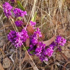 Hardenbergia violacea at Jerrabomberra, ACT - 10 Aug 2023 04:00 PM