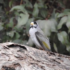 Manorina melanocephala (Noisy Miner) at Lysterfield, VIC - 25 Jul 2023 by GlossyGal