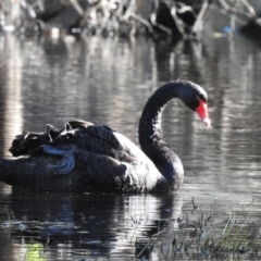 Cygnus atratus (Black Swan) at Wonga Wetlands - 27 Jul 2023 by GlossyGal