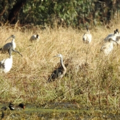 Threskiornis molucca (Australian White Ibis) at Wonga Wetlands - 27 Jul 2023 by GlossyGal