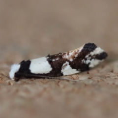 Monopis icterogastra at Broulee Moruya Nature Observation Area - 10 Aug 2023 by LisaH