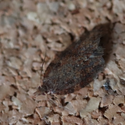 Unidentified Moth (Lepidoptera) at Broulee Moruya Nature Observation Area - 10 Aug 2023 by LisaH