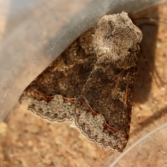Unidentified Noctuoid moth (except Arctiinae) at Moruya, NSW - 10 Aug 2023 by LisaH