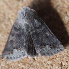 Pantydia diemeni at Moruya, NSW - suppressed