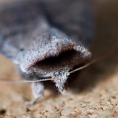 Pantydia diemeni at Moruya, NSW - suppressed