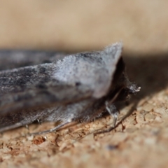 Pantydia diemeni at Moruya, NSW - suppressed
