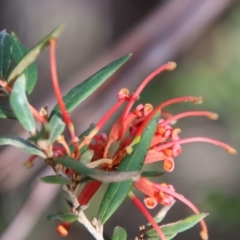 Grevillea (genus) (Grevillea) at Mongarlowe, NSW - 10 Aug 2023 by LisaH