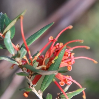 Grevillea (genus) (Grevillea) at Mongarlowe, NSW - 10 Aug 2023 by LisaH