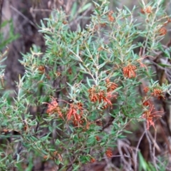 Grevillea sp. at Mongarlowe, NSW - 10 Aug 2023