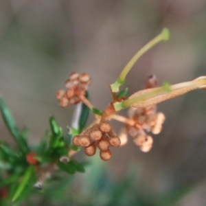 Grevillea juniperina subsp. villosa at Mongarlowe, NSW - suppressed