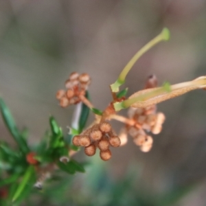 Grevillea juniperina subsp. villosa at Mongarlowe, NSW - 10 Aug 2023