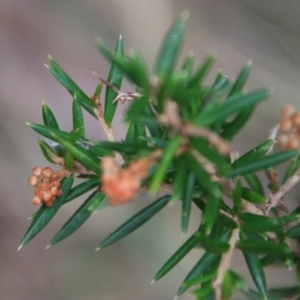 Grevillea juniperina subsp. villosa at Mongarlowe, NSW - suppressed