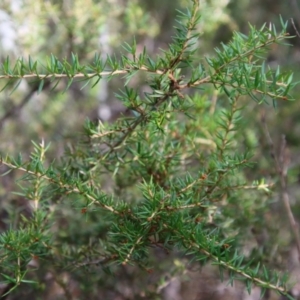 Grevillea juniperina subsp. villosa at Mongarlowe, NSW - suppressed