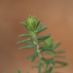 Cassinia aculeata subsp. aculeata (Dolly Bush, Common Cassinia, Dogwood) at Mongarlowe River - 10 Aug 2023 by LisaH