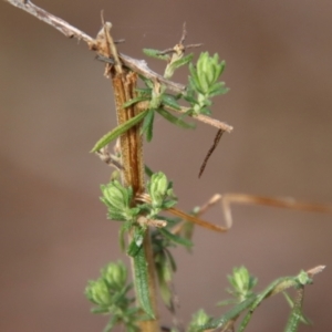 Cassinia aculeata subsp. aculeata at Mongarlowe, NSW - suppressed