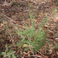 Cassinia aculeata subsp. aculeata at Mongarlowe, NSW - suppressed